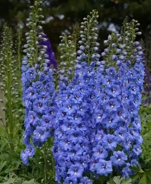  『蓝色』蓝色系大花飞燕草，花朵似燕子，自带高级感！成片种植更美！