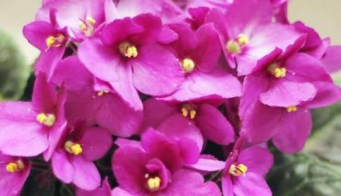  值得■别养绿萝吊兰了，“落雪泥”，花色美丽，花期超长，更值得拥有