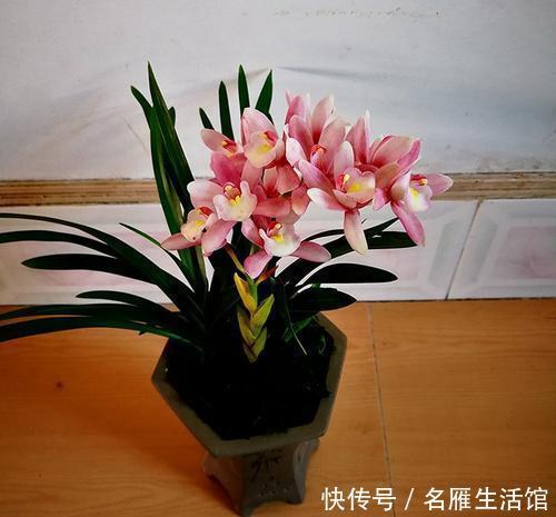 漂亮|魅力十足的香妃兰,花色鲜艳漂亮,香味怡人,四季勤花花期长