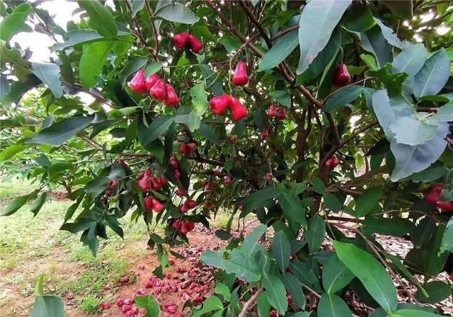  神话：高价多年神话破灭，如今跌至9.9元，种植户：种的多，吃的