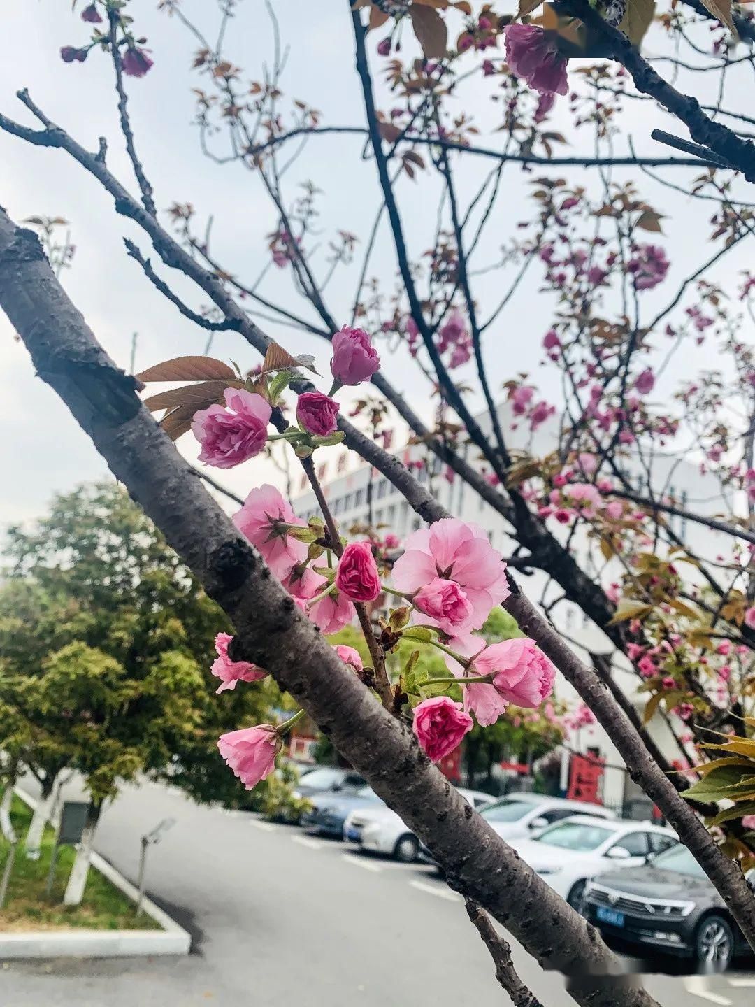  [樱花]美！湖口这里居然有十里樱花，你知道在哪吗？