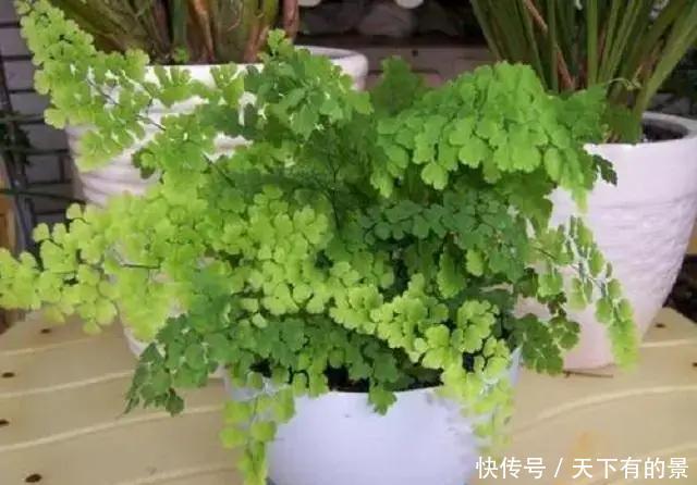此种植株|阳光能养花,亦会“杀”花,夏天已来临,这几种植株切记不可多晒
