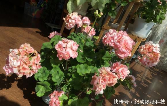 光照:花中仙子天竺葵,花友养了一阳台,开花美爆了,赶紧养几盆