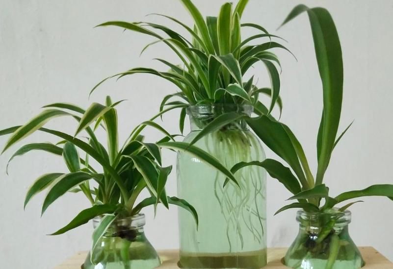  「耐阴」卫生间种花，后果很严重，上厕所都没地方！