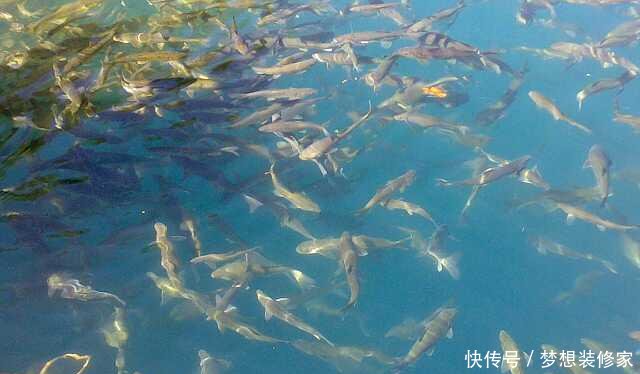 这个湖泊有上亿公斤的鱼，却没人敢捕捞！而且鱼量仍在增长
