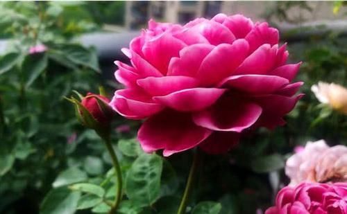  「喜欢」谁见了都喜欢的3种花，好养又漂亮，一年300多天都在开花！