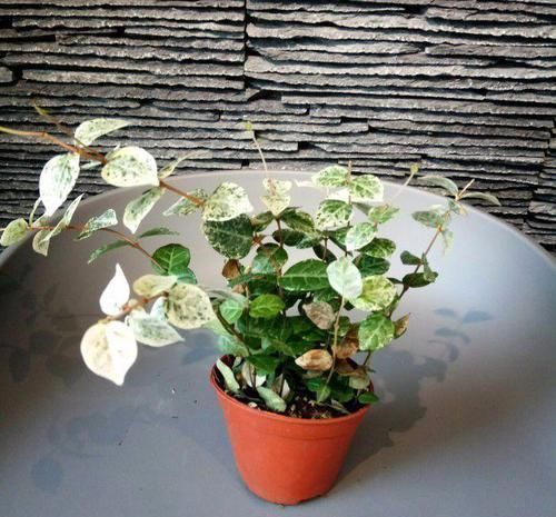 #适合#不想在院子里种草坪,这些观赏花很适合,光照充足和遮阴处都能养