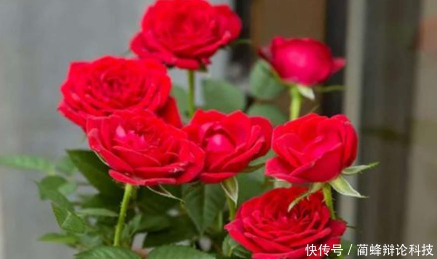  『适合』“3种花”很适合阳台养，花香四溢，开花旺，有种初恋的感觉！