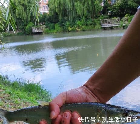 市内公园，竟钓起长江“水老虎”，能长到三百斤！