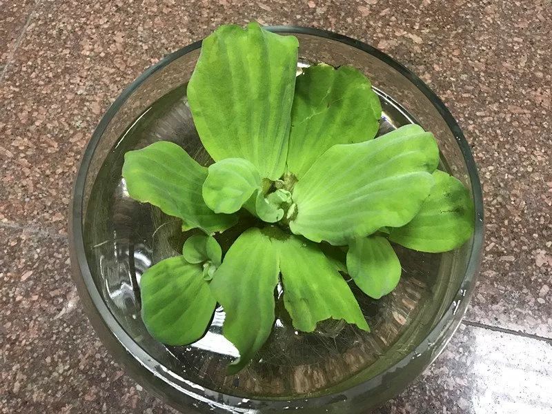 农村水里一种“白菜”，农民对它深恶痛绝，却摇身一变成稀罕盆栽