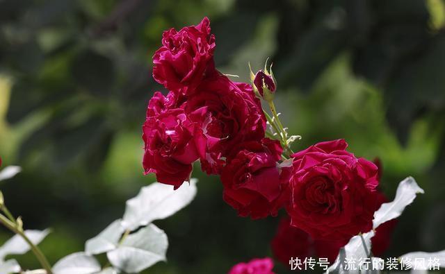 『花无』月季——只道花无十日红,此花无日不春风