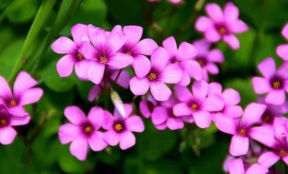 「鸿运当头」此款花卉媲美玫瑰,花大色艳,观赏价值高,枝头窜满美花苞
