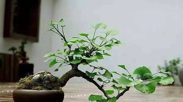 怎样才能把银杏树制作成漂亮的盆景?
