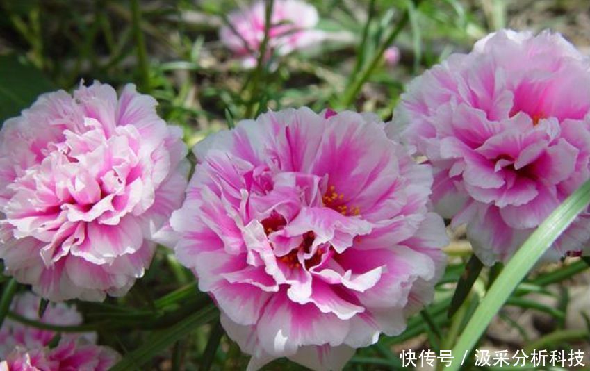  懒人@懒人新手就养“3种花”，不用费心，就能长的特别好，四季常绿！