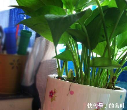 #油绿#绿萝多少天浇一次水一种情况要多浇,一种少浇,油绿发亮爬藤快!