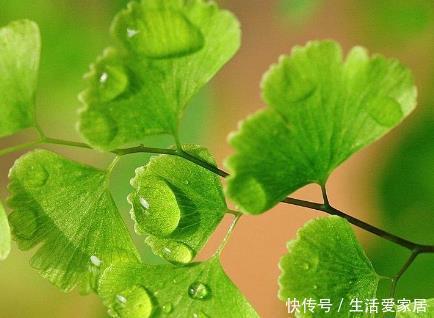 『适合』这三种绿植最适合放在客厅,既美观又健康,轻松蹭蹭长不停