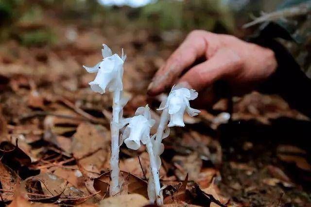  「冥界」传说中的，冥界四花，你知道是那四花吗？