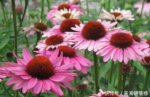 『不停』花期很长的5种花,开花量大能爆盆,一种花有多种颜色,开花不停