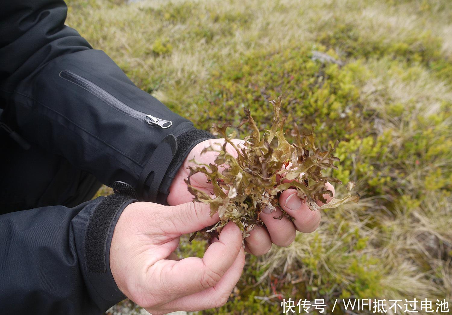 中国随处可见的苔藓,冰岛人却当成美食,想吃还要预约排队