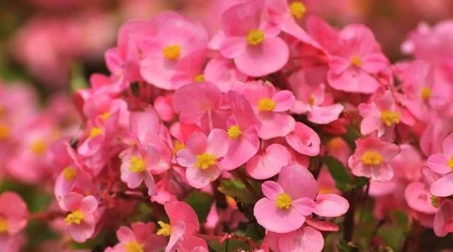  『盆栽』超级香的花,花量多,四季常开,可做花墙,种植简单,盆栽也可以