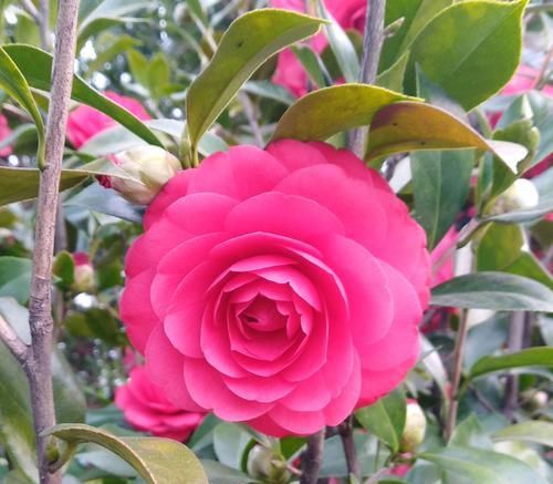  「导致烂根」买回来才两周的茶花就掉花苞卷叶还有救吗？一招或许可救，来看吧