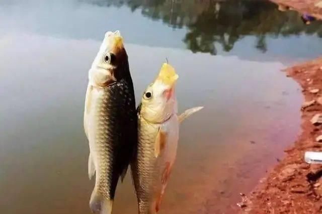  #说来说去#为什么你春天钓鲫鱼从没超过几十斤？说来说去还是不会这几招