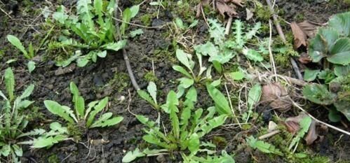  养花久@1种野菜，正当季，含钙量是“鸡蛋”4倍，看到摘叶，别挖根