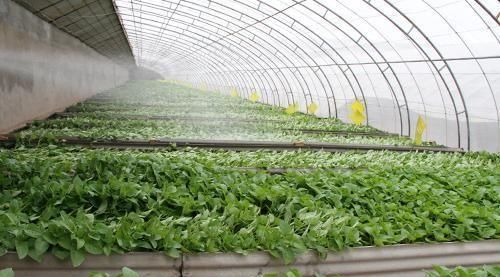  「自然地理」现在农村干什么收入最高？现在农村干什么收入最高