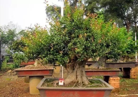 红牛盆景，牛气冲天！