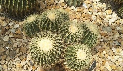  「兰属的植物」8种花其实都是多肉，旱着养才能长爆盆！