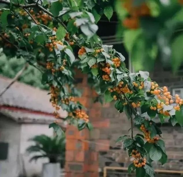 我家有一个大花园，这花园里蜂子，蝴蝶，蜻蜓，蚂蚱，样样都有