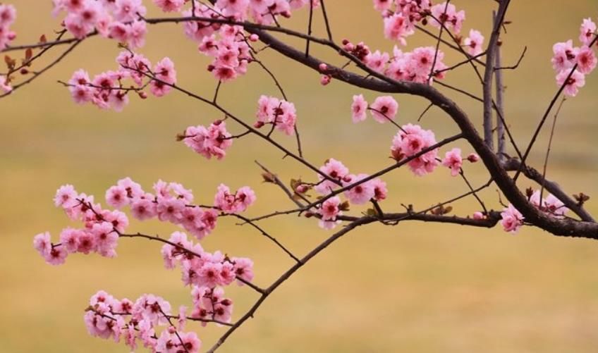  【红叶李】这6种植物，一到春天满树繁花，路过花瓣都能落头上！