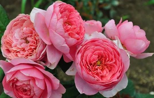 漂亮@想让月季花期提前?3月打好“5个基础”,开花提前一个月,超漂亮