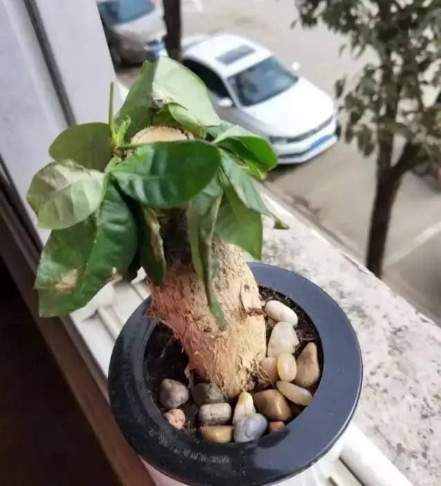  #花盆#懒人盆养花到底好不好，一张图告诉你答案！