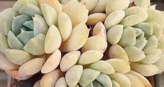  『静夜』这20种美丽的多肉，竟都是静夜的后代！静夜还真是个多情种呢！