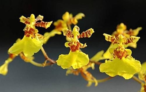  [妙趣横生]此花花型独特，犹如在绿丛中翩翩起舞，妙趣横生，极富韵味