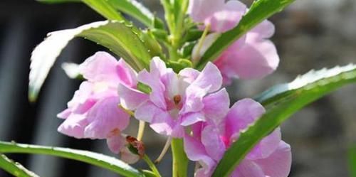  『凤仙花』凤仙花养的不开花？养护避开2个“坑”，轻轻松松开爆盆！