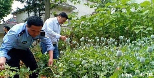  「罂粟」注意，农村3样东西已禁止种植，违者罚款入刑农民要避免