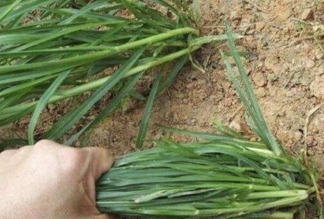  「河岸」河岸上有1种“牛筋草”，看到别踩踏，和车前草一样，价值高