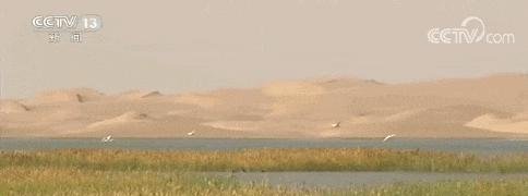 敦煌沙漠现5平方公里湖泊,干涸近300年的哈拉奇又回来了