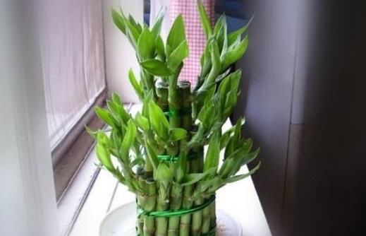  养护：卧室养这4款花卉，好养不说，还净化空气，有效提高睡眠质量
