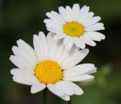  「开爆」家里最适合养这些花，花型好看花期长，一朵又一朵，天天开爆盆！