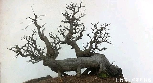 『朱立明』欣赏朱立明的盆景,学会体贴!
