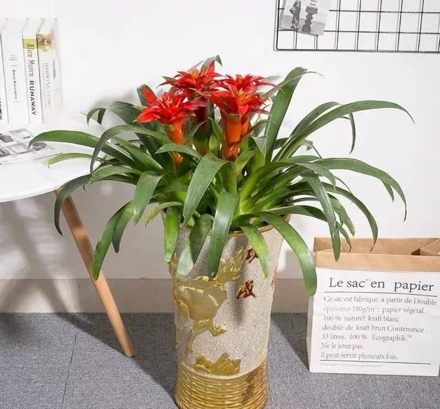  『转运』这六种“转运花”漂亮又喜庆，家里养一盆，越养越旺家，你家有吗