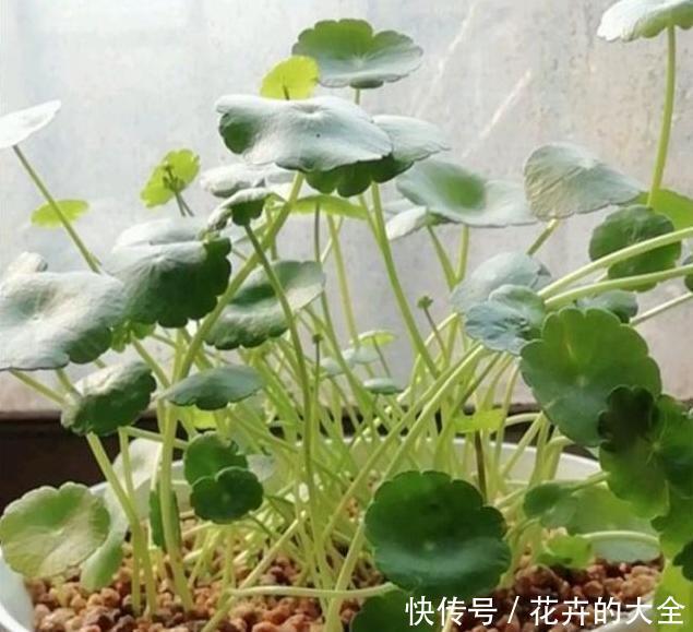  夏季养花|夏季如何养好铜钱草？教你几招，可使叶片又大又圆、肥厚油绿