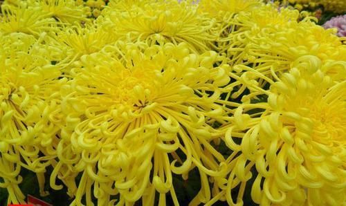  [养盆]喜欢菊花，不如养盆“菊中珍品”汴梁腾云，似金光灿灿，缭绕飘舞