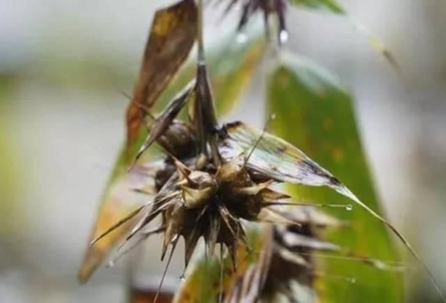  上长@竹子上长出的“大米”，价值珍贵200元一斤，但农民却怕它出现