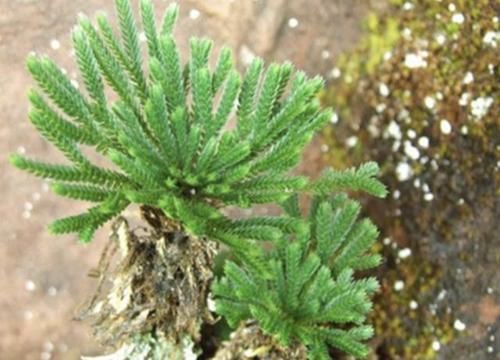  『种植在花盆里』1种不起眼的“植物”，生长在山脚下，被称为“石柏”，看着高贵