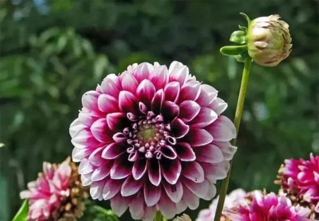 长春花:养花就养此3种,开花量大味道香,家里养一盆,满屋都是花香味