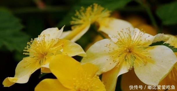 『花小』黄木香花花朵朵,花小无味装饰美
